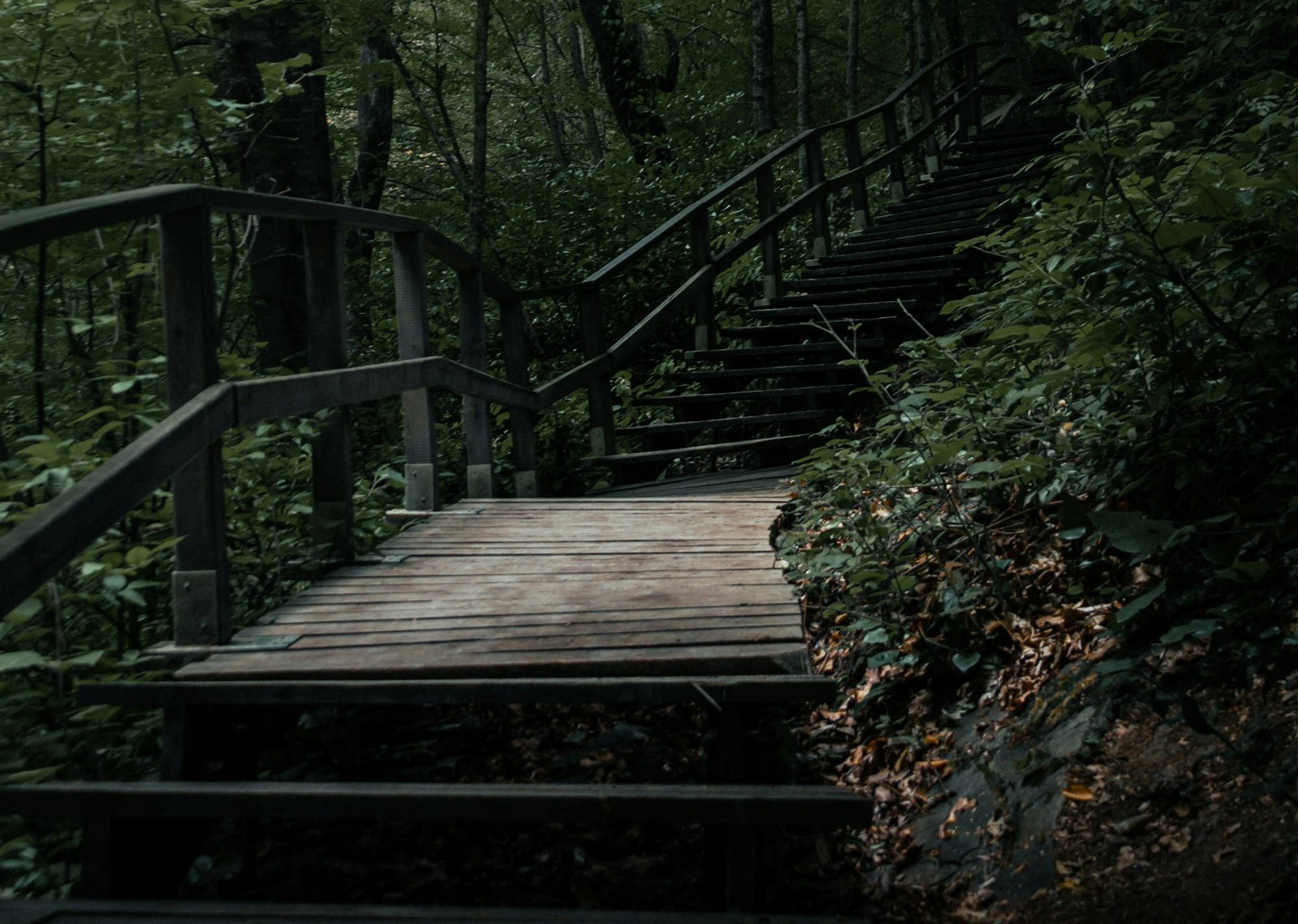 brown wooden bridge in the forest